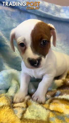 Jack Russell Puppies