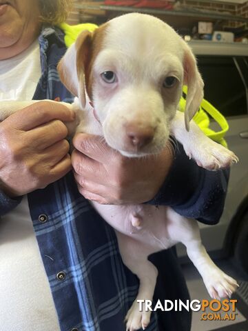 Jack Russell Pup