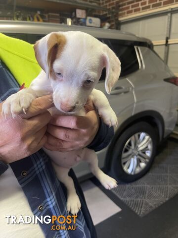 Jack Russell Pup