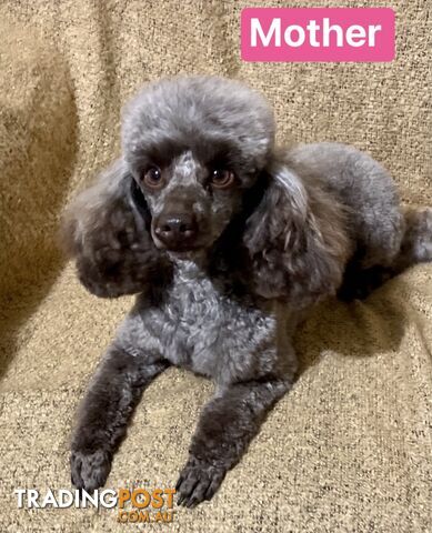 TOY POODLE PUPPIES FOR SALE