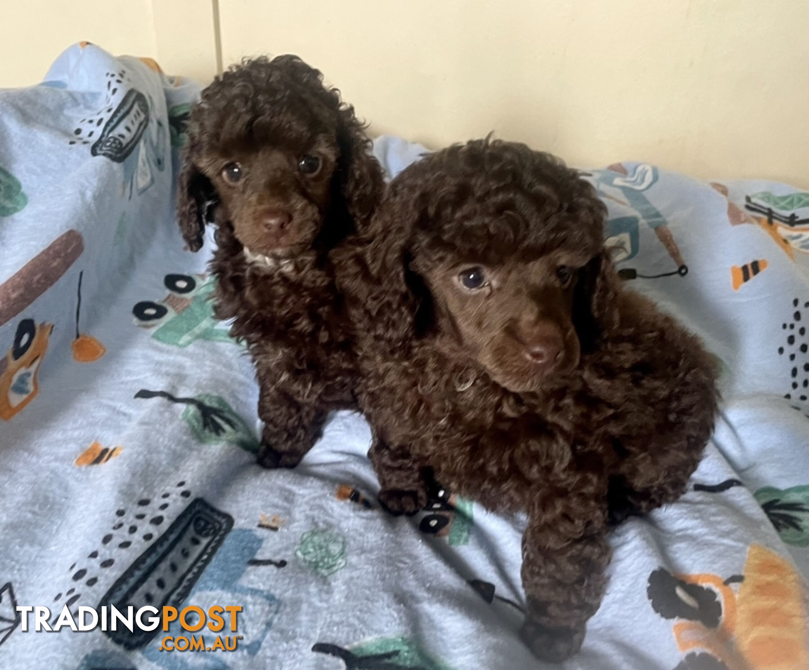 TOY POODLE PUPPIES FOR SALE