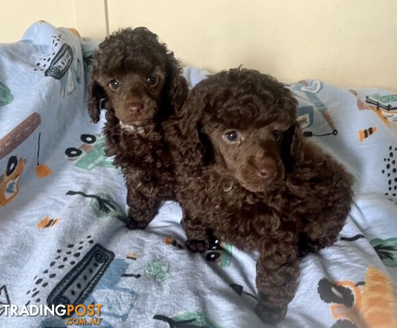 TOY POODLE PUPPIES FOR SALE