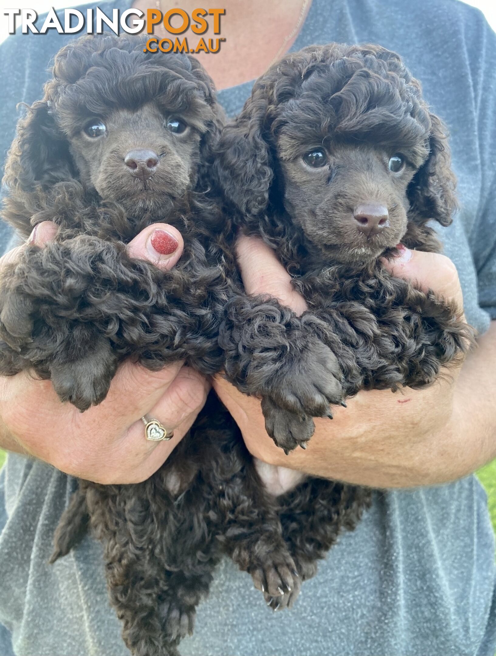 TOY POODLE PUPPIES FOR SALE