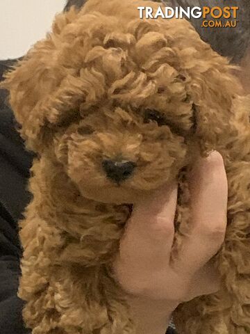 Toy Poodle - Red, male puppies