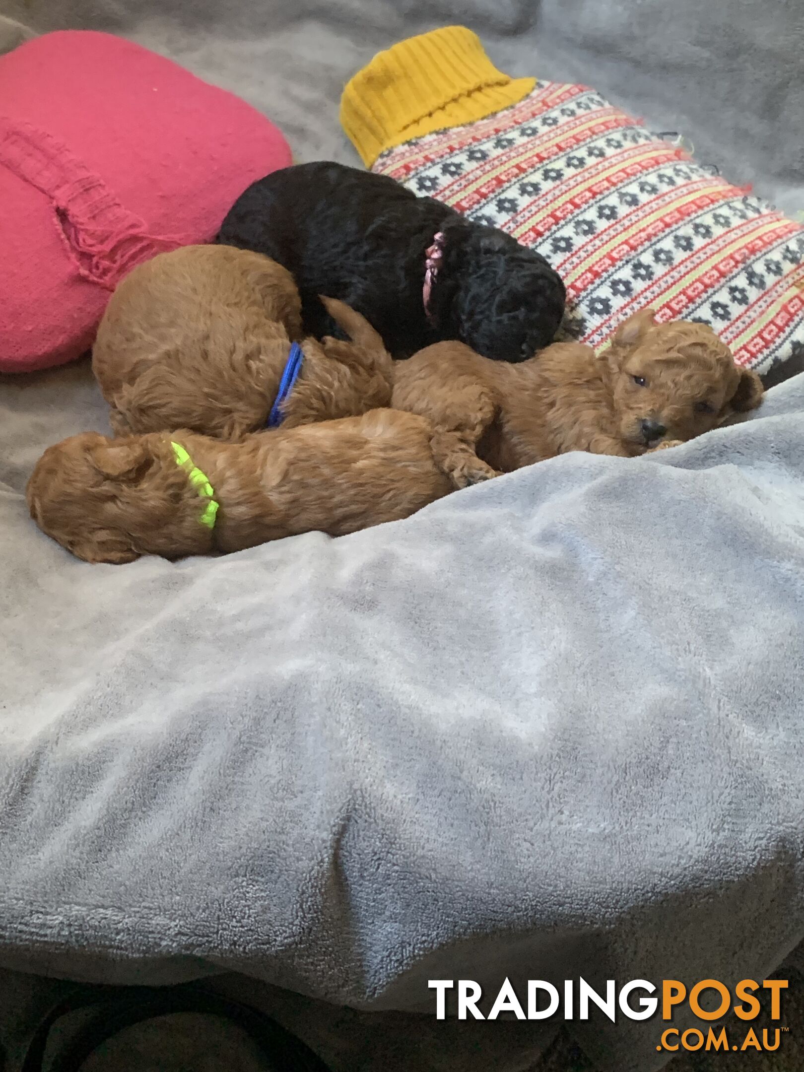 Toy Poodle - Red, male puppies