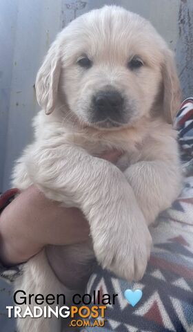 Golden retriever puppies