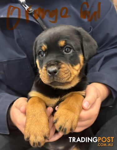 Pure Rottweiler pup