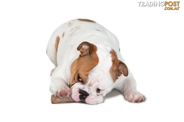 Petstages Dogwood Durable Stick - Medium - PS218 - photo 4 of 6