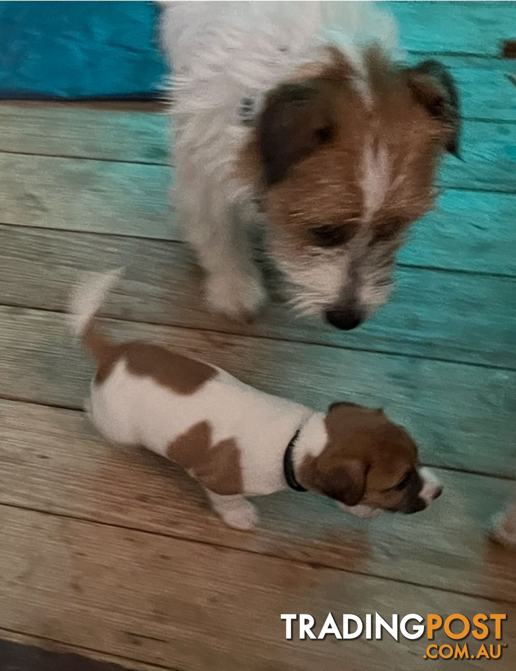 Jack Russell Pure Bred Puppies