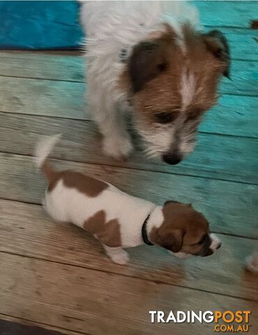 Jack Russell Pure Bred Puppies