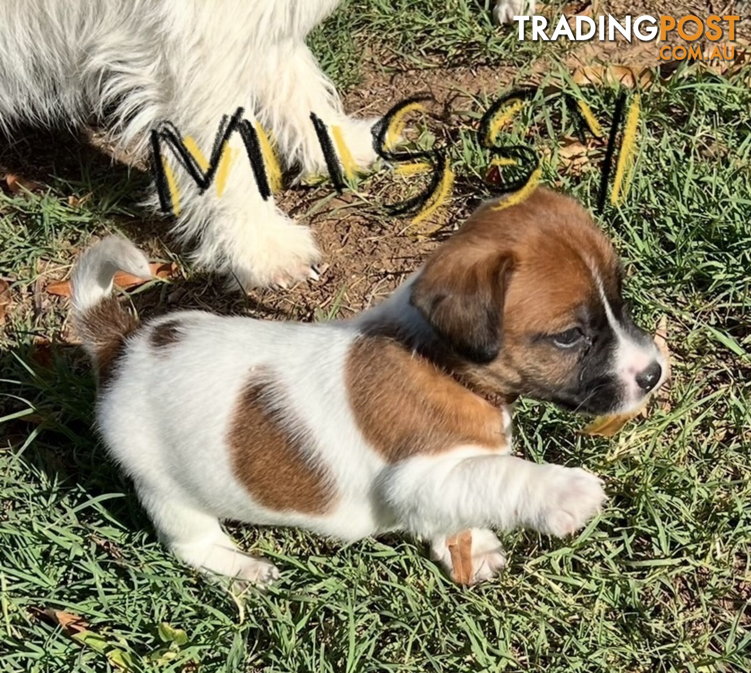 Jack Russell Pure Bred Puppies