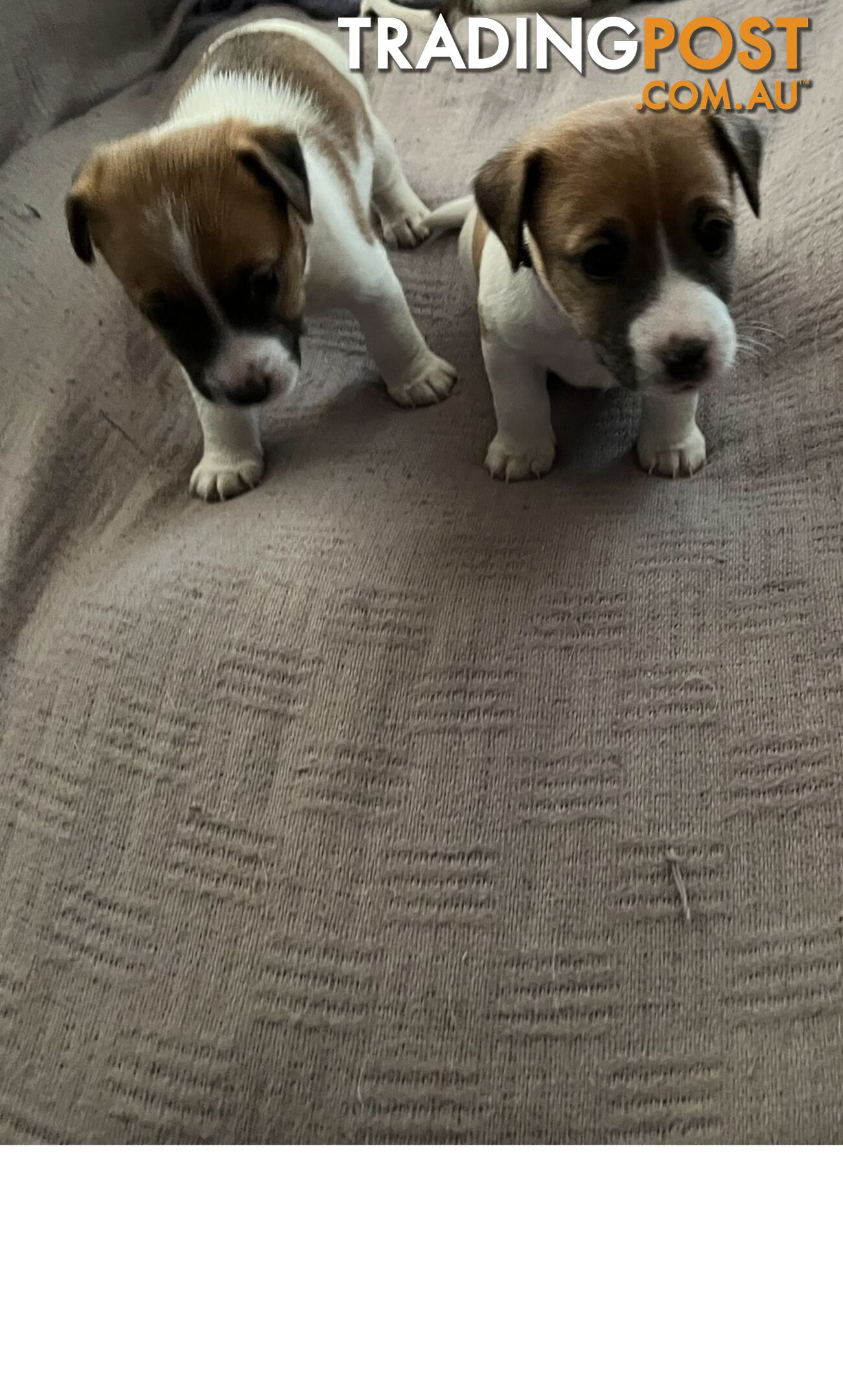 Jack Russell Pure Bred Puppies