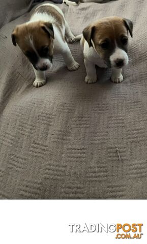 Jack Russell Pure Bred Puppies