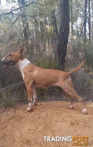 Standard Bullterriers