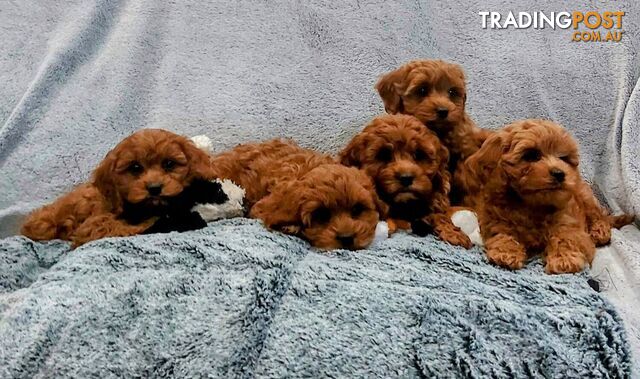 Cavoodle Puppies