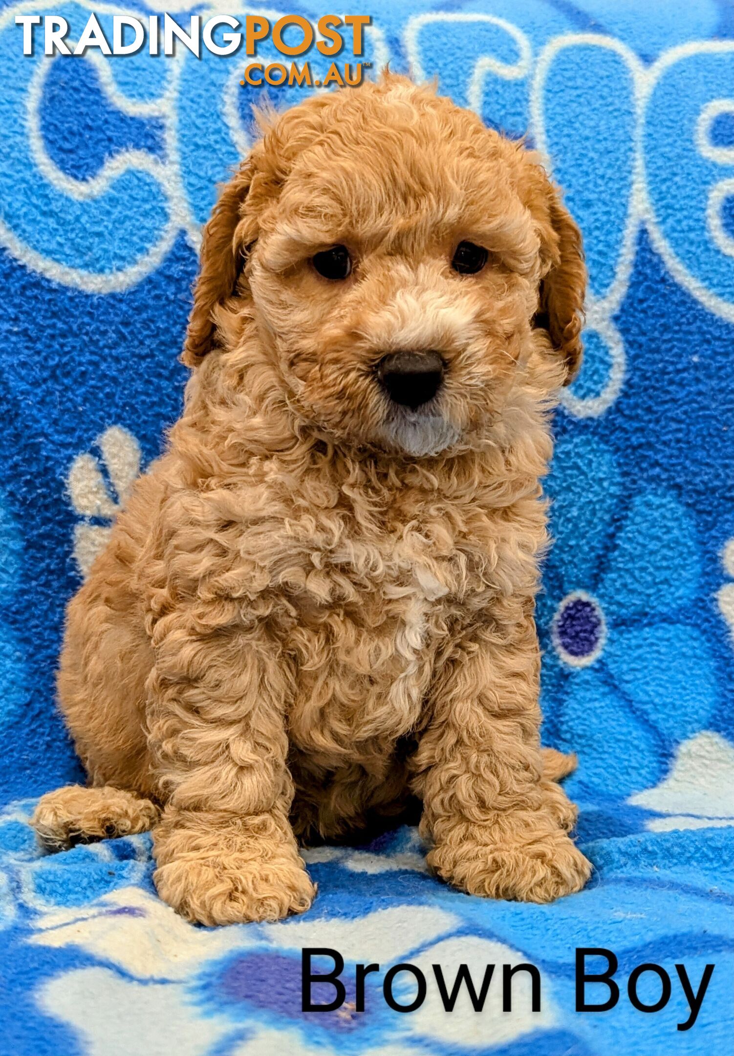 Parents DNA Tested Ready To Go Home Miniture Spoodle Puppies