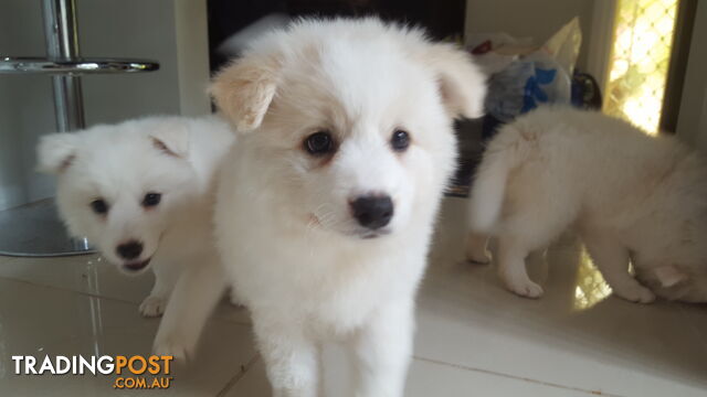 Japanese Spitz x Border Collie puppies