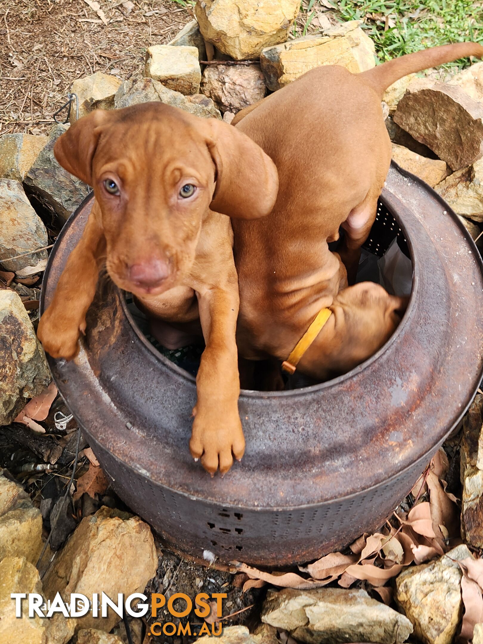 Hungarian Vizsla purebred puppies Avail NOW