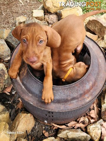 Hungarian Vizsla purebred puppies Avail NOW