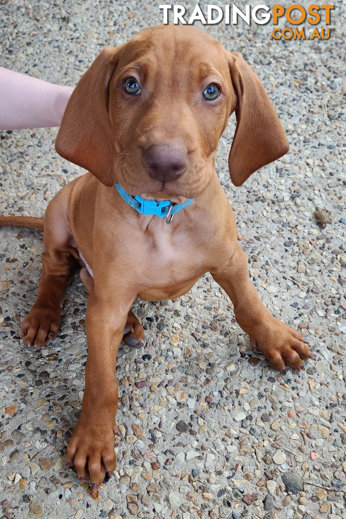 Hungarian Vizsla purebred puppies Avail NOW