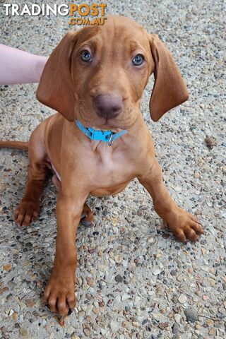 Hungarian Vizsla purebred puppies Avail NOW