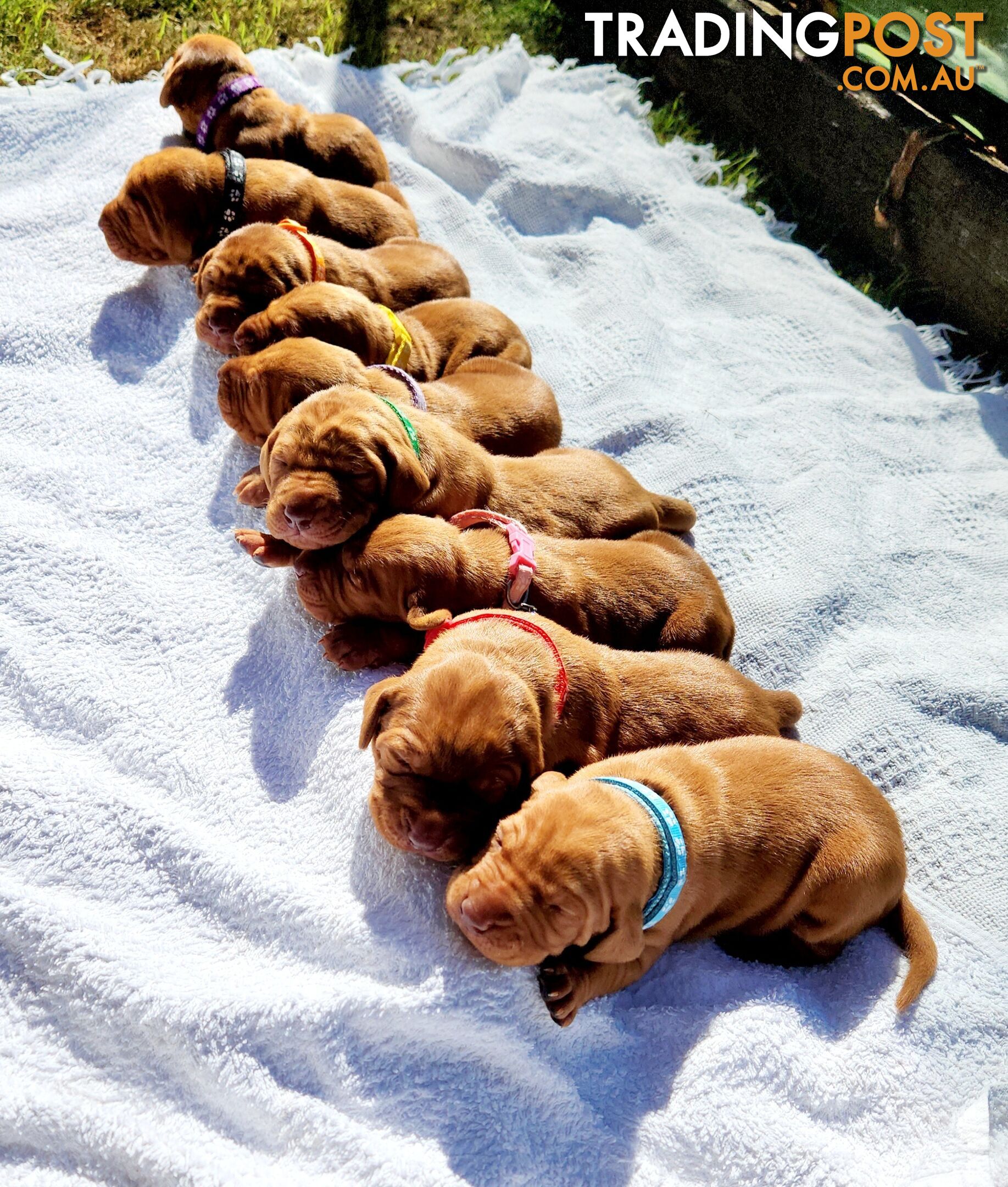 Hungarian Vizsla purebred puppies Avail NOW