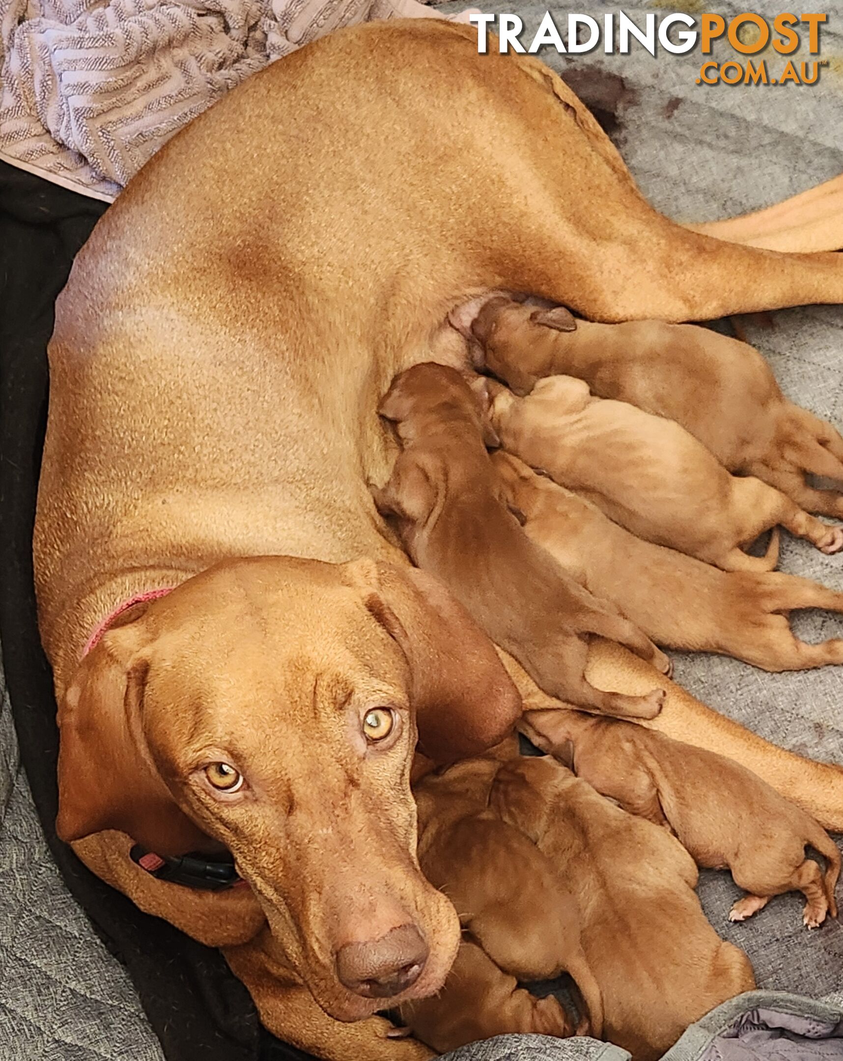 Hungarian Vizsla purebred puppies Avail NOW