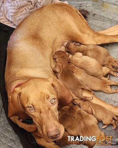 Hungarian Vizsla purebred puppies Avail NOW