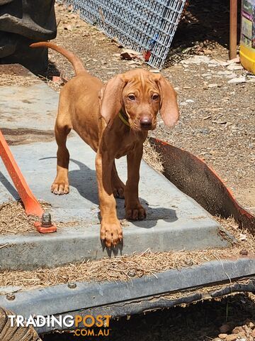 Hungarian Vizsla purebred puppies Avail NOW