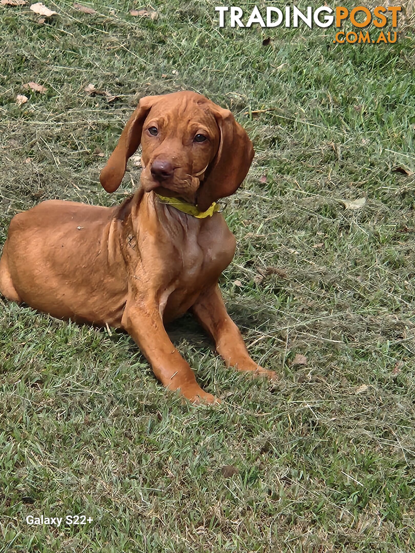 Hungarian Vizsla purebred puppies Avail NOW