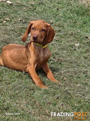 Hungarian Vizsla purebred puppies Avail NOW