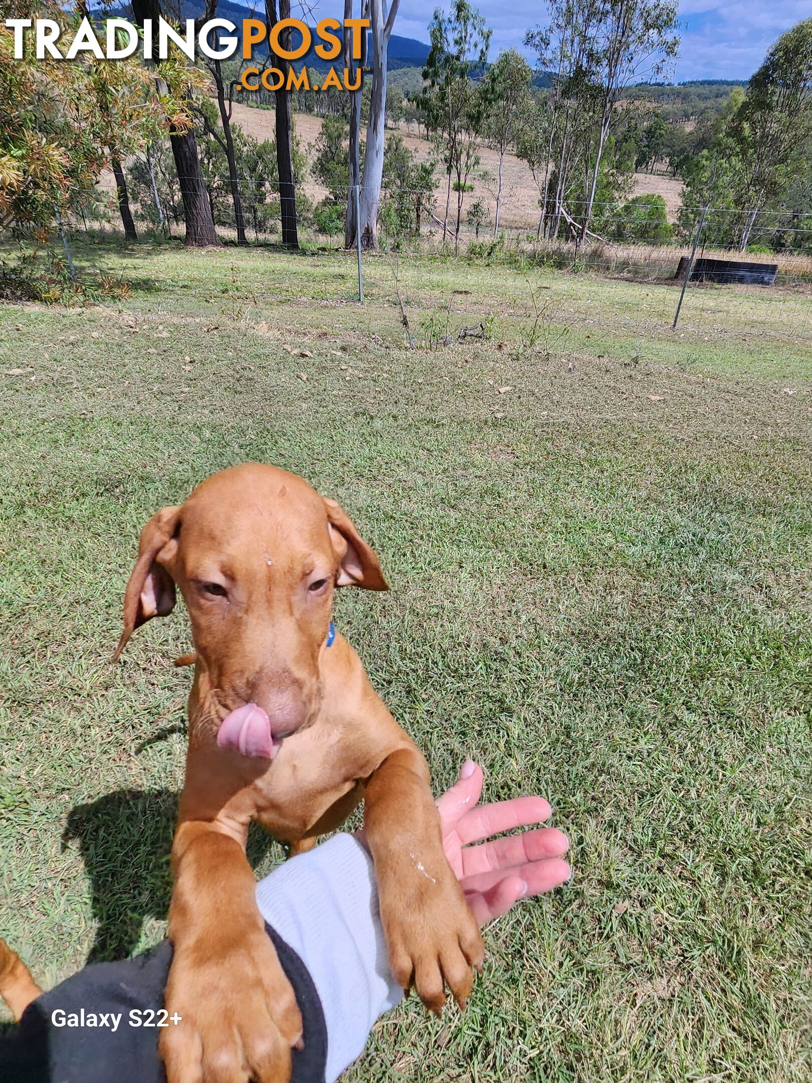 Hungarian Vizsla purebred puppies Avail NOW