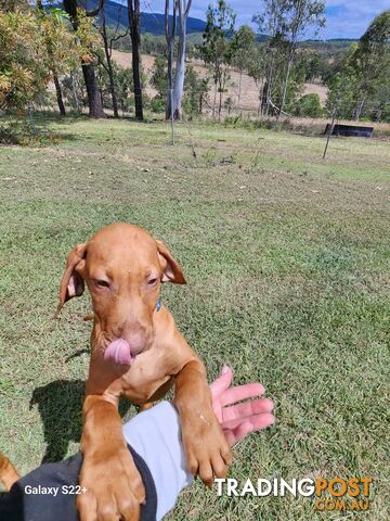 Hungarian Vizsla purebred puppies Avail NOW