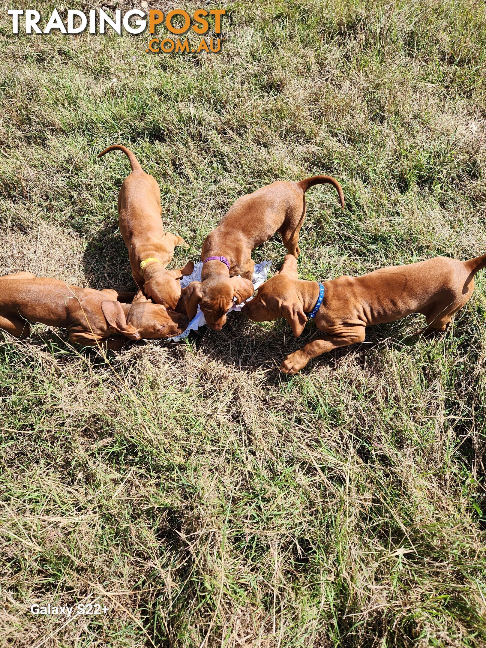 Hungarian Vizsla purebred puppies Avail NOW