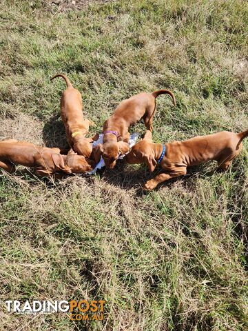 Hungarian Vizsla purebred puppies Avail NOW