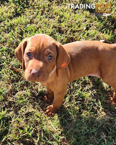 Hungarian Vizsla purebred Ginger Ninja puppies