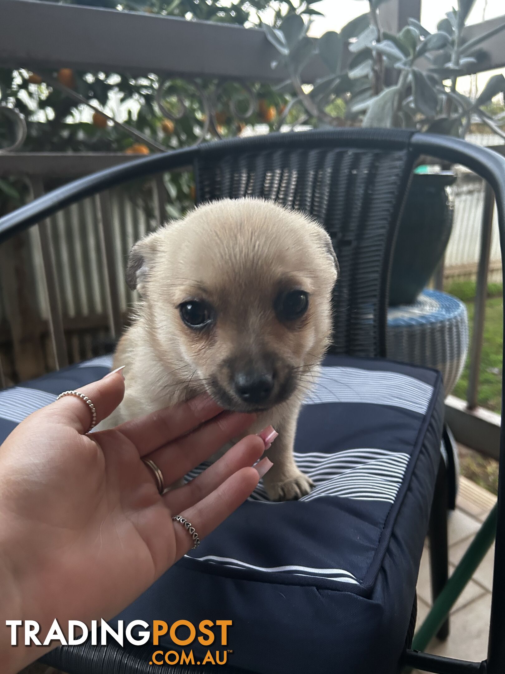 Pomeranian x chihuahua