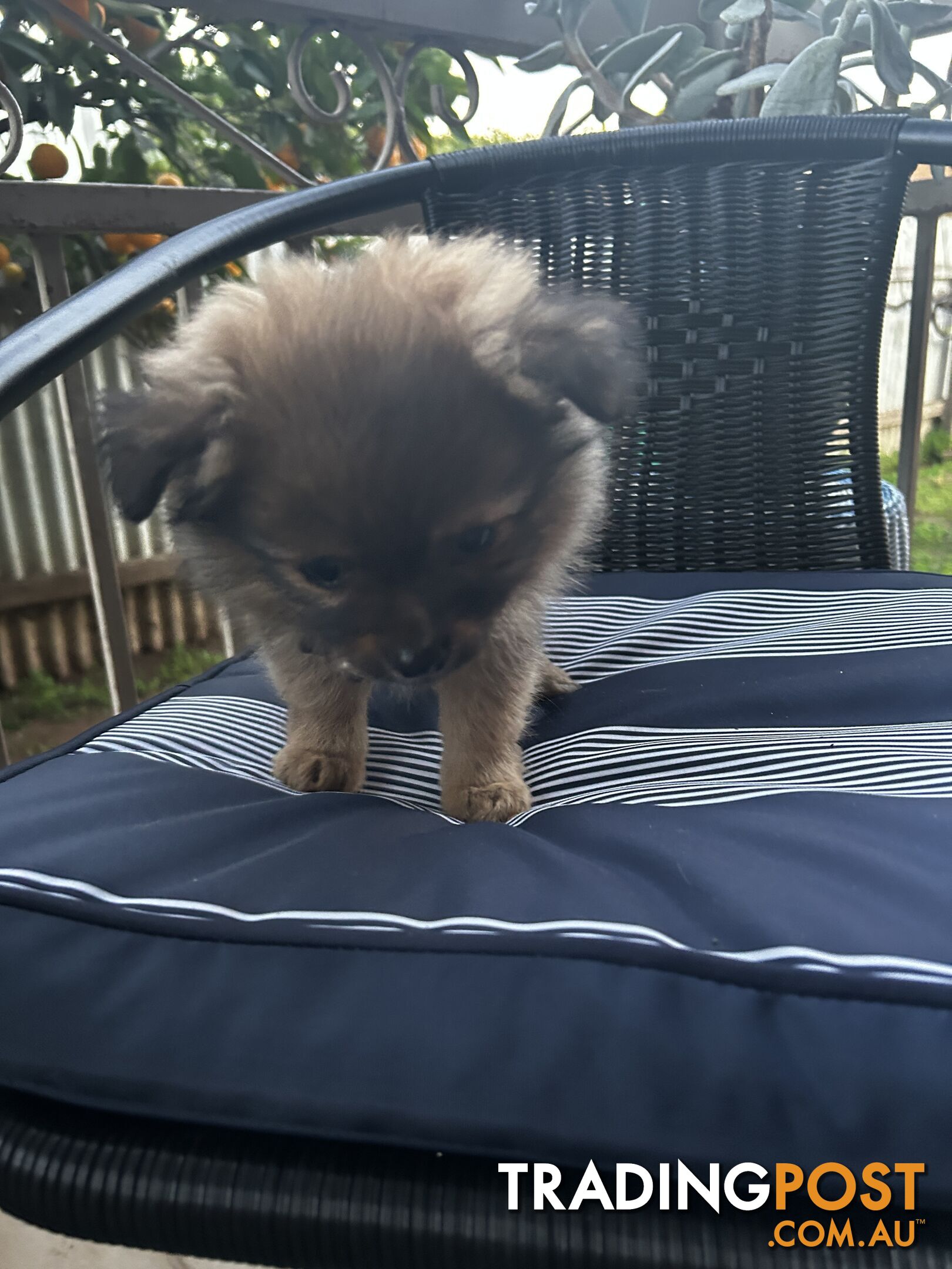 Pomeranian x chihuahua