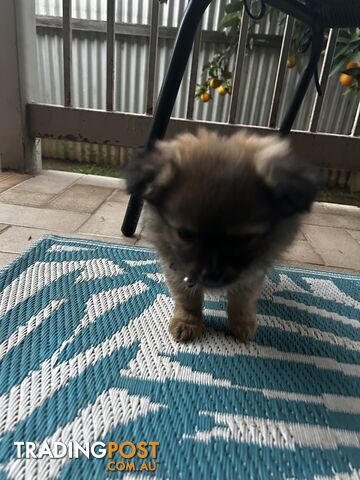 Pomeranian x chihuahua