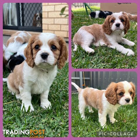 Cavalier King Charles Spaniel Puppies - DNA tested