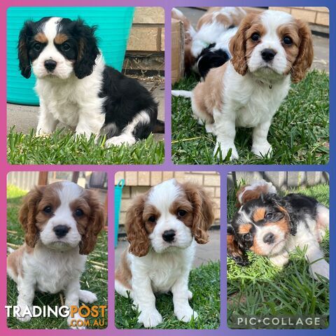 Cavalier King Charles Spaniel Puppies - DNA tested