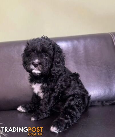 Stunning Outstanding Cavapoo Pippies Available