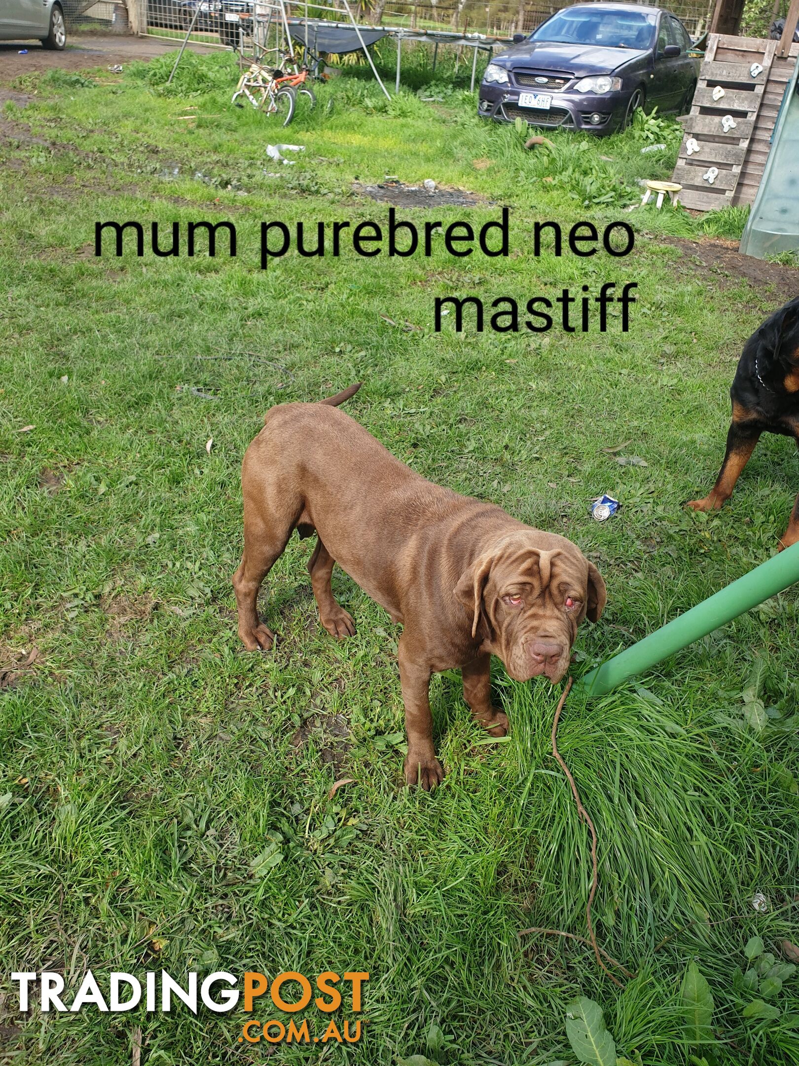 Neo mastiff x rottweiler puppies