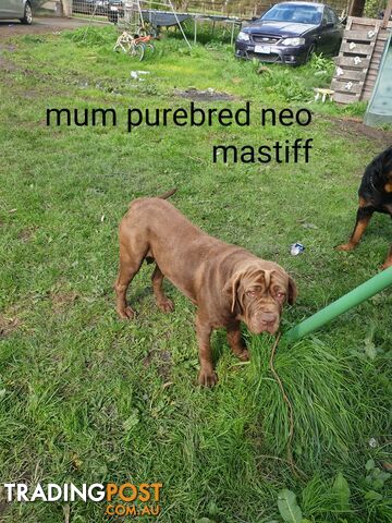 Neo mastiff x rottweiler puppies