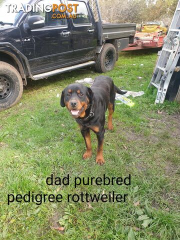 Neo mastiff x rottweiler puppies