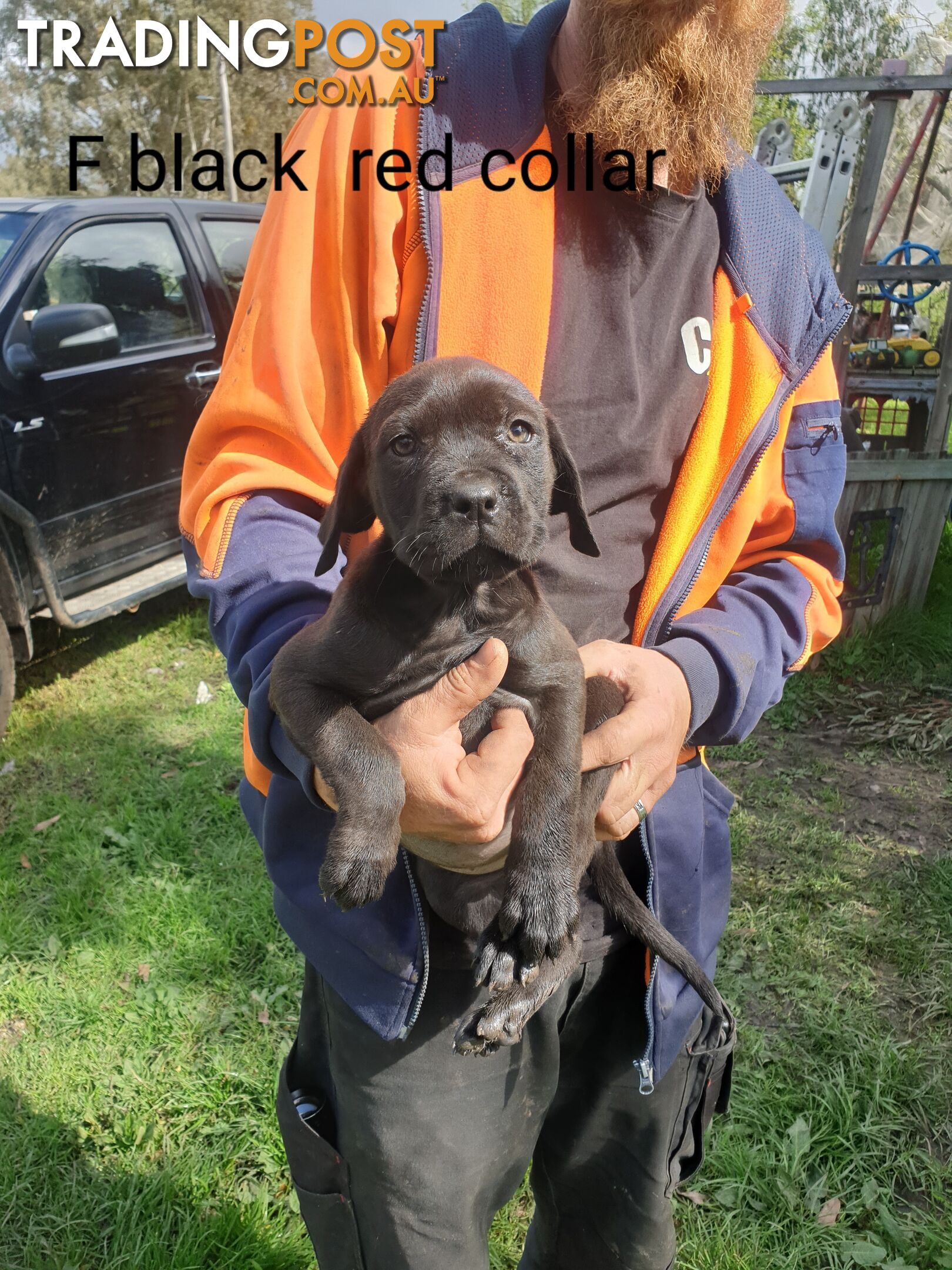 Neo mastiff x rottweiler puppies