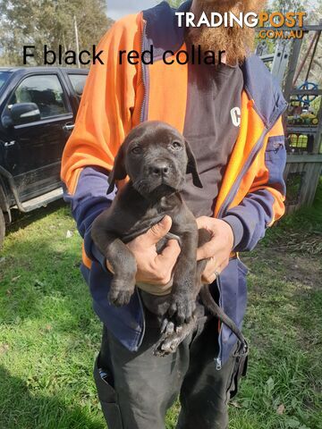 Neo mastiff x rottweiler puppies