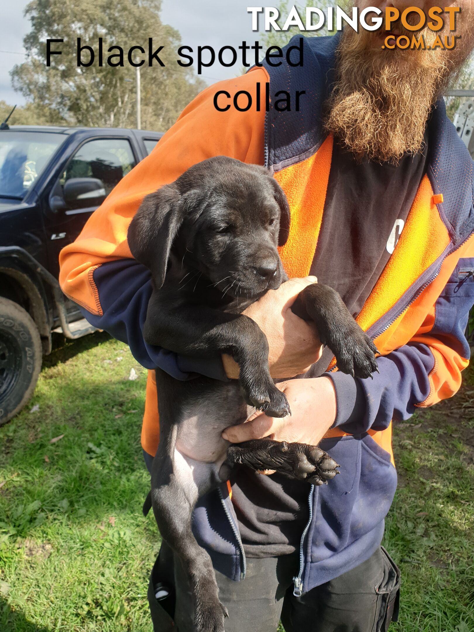 Neo mastiff x rottweiler puppies