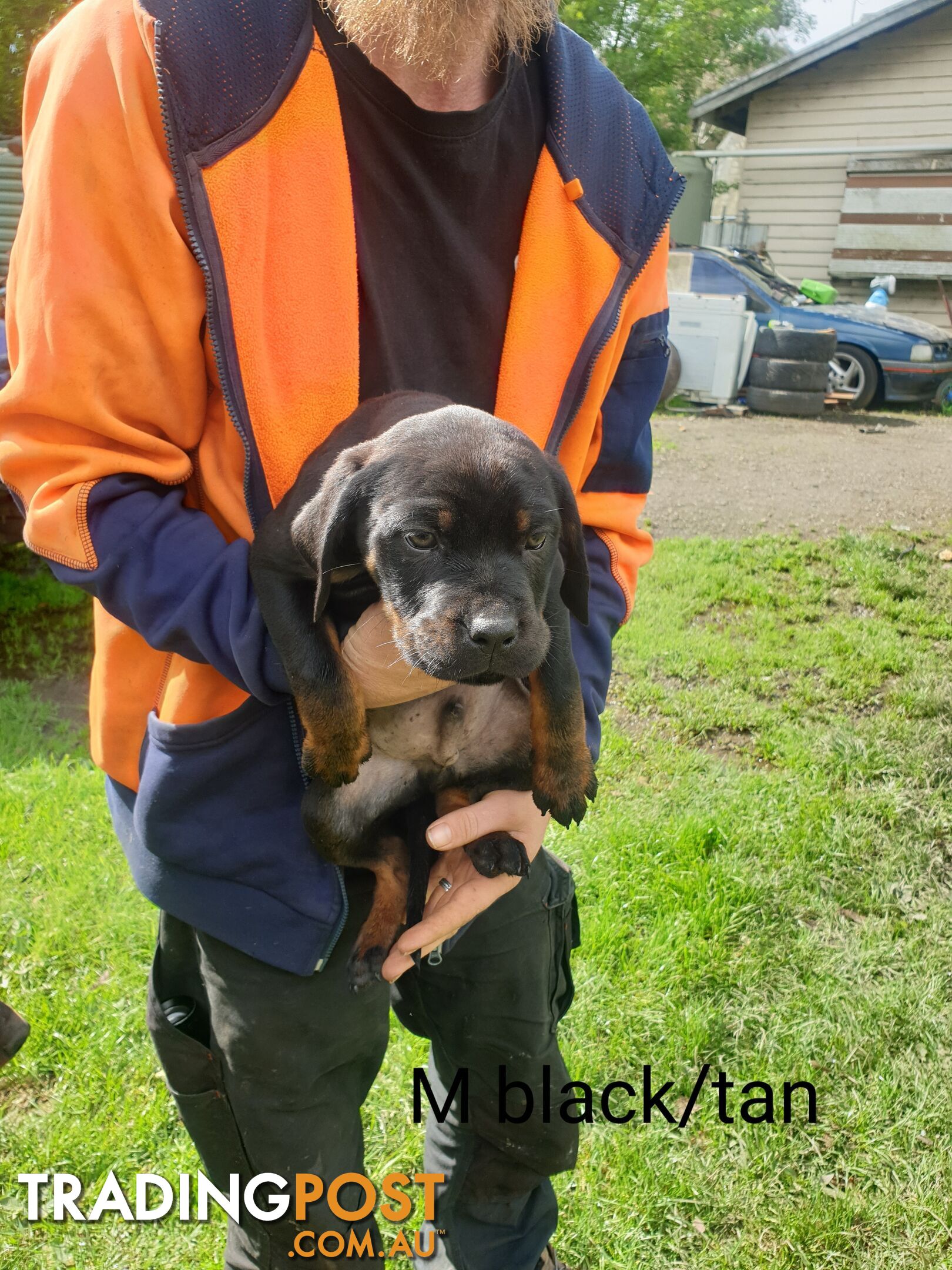 Neo mastiff x rottweiler puppies