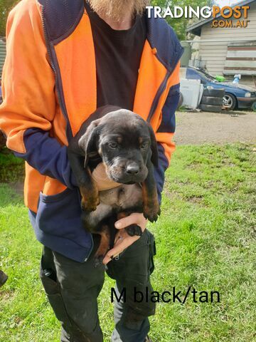 Neo mastiff x rottweiler puppies